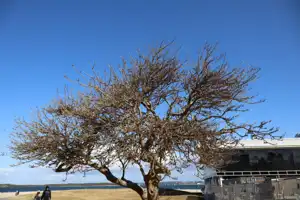 2025-07-21 Cpt. Cook Brdg. Walk - IMG_3809_compressed_q80.webp